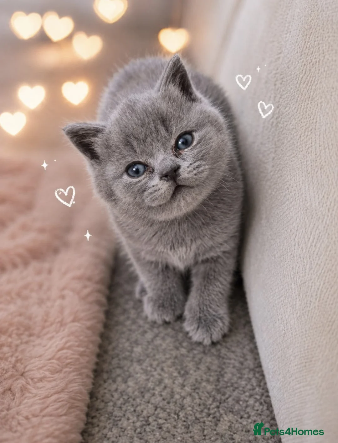 British Shorthair cats for sale: 3 beautiful british shorthair kittens - Advert 6