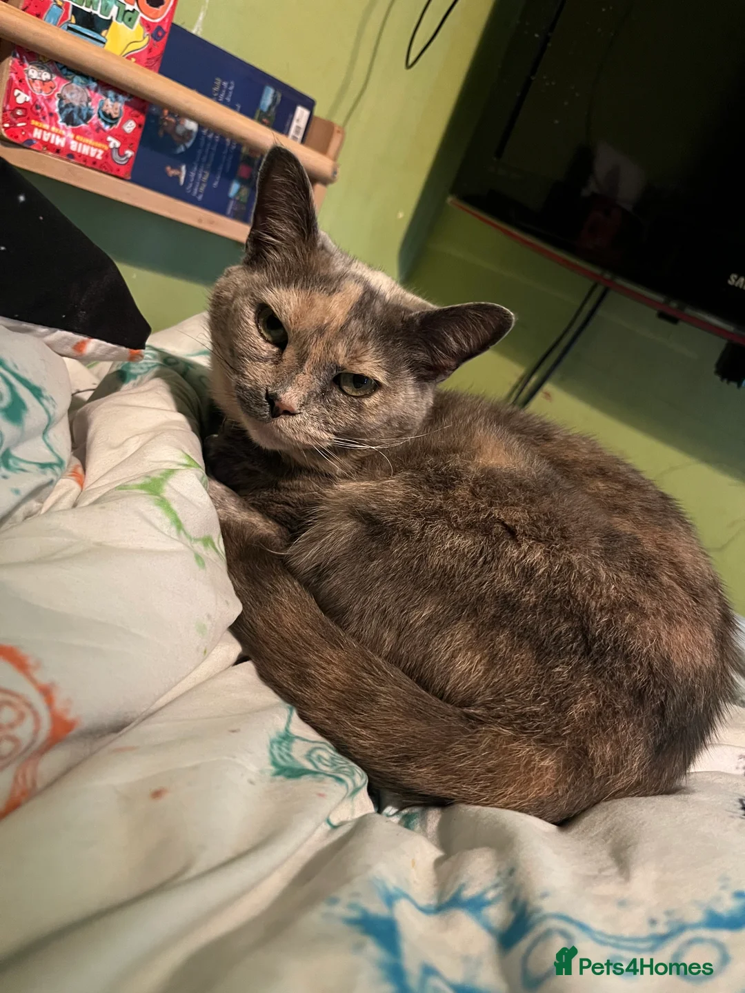 Mixed Breed cats for sale: 3 Kittens for sale - Advert 4