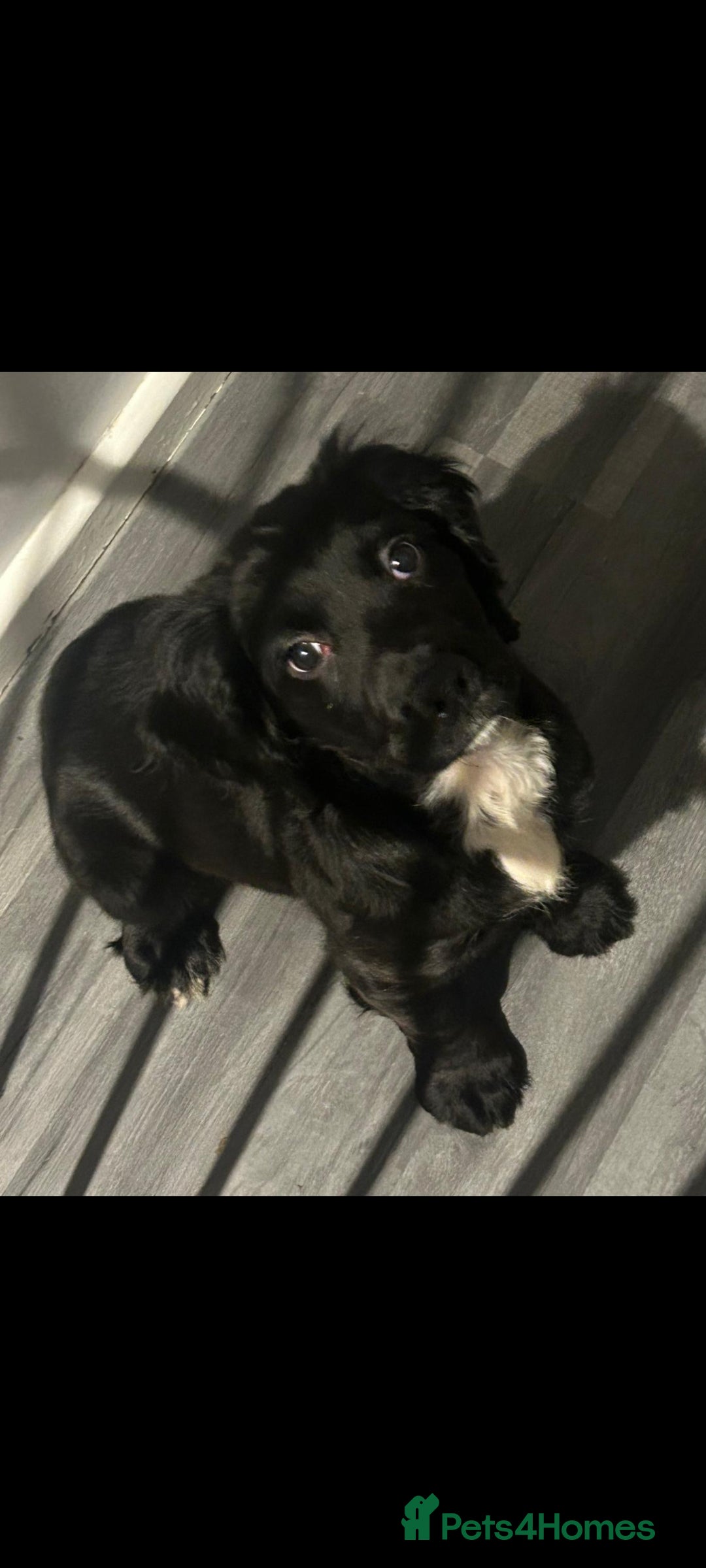 Sprocker dogs for sale: F1 SPROCKER SPANIELS ( 1 BOY LEFT )  - Advert 2