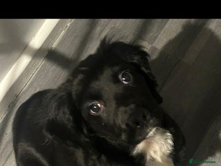 Sprocker dogs F1 SPROCKER SPANIELS ( 1 BOY LEFT ) - Advert 1