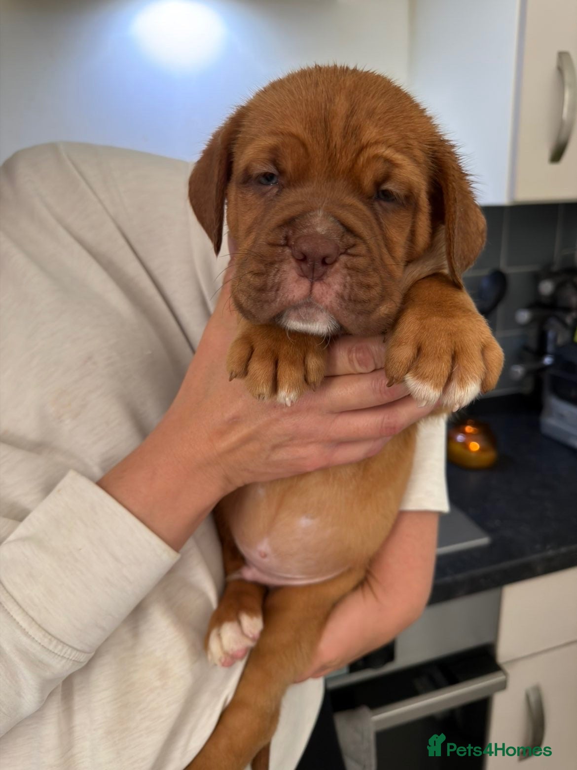 Dogue De Bordeaux dogs Dogue de Bordeaux 🐶 last boy remaining 💙💙 - Advert 1