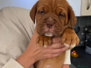 Dogue De Bordeaux dogs Dogue de Bordeaux 🐶 last boy remaining 💙💙 - Advert 3