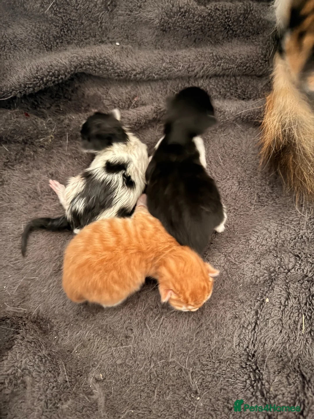 British Longhair cats for sale: Chunky long haired kittens  - Advert 17