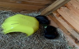 Guinea Pig rodents for sale: 2 Female Guinea Pigs - Image 3