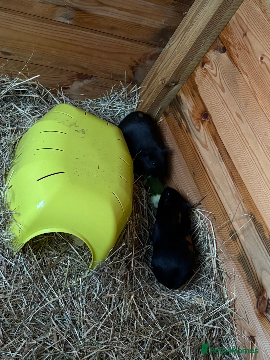 Guinea Pig rodents for sale: 2 Female Guinea Pigs - Image 3