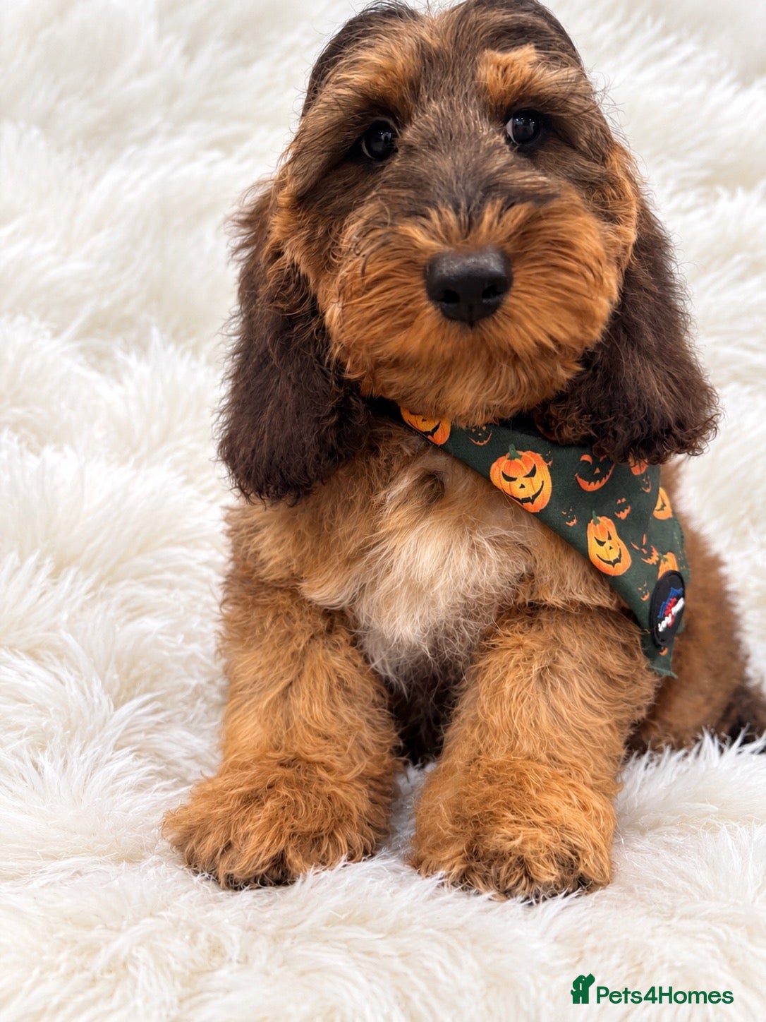 Cockapoo dogs Beautiful f1 sable pups. Full DNA & health clear. - Advert 19