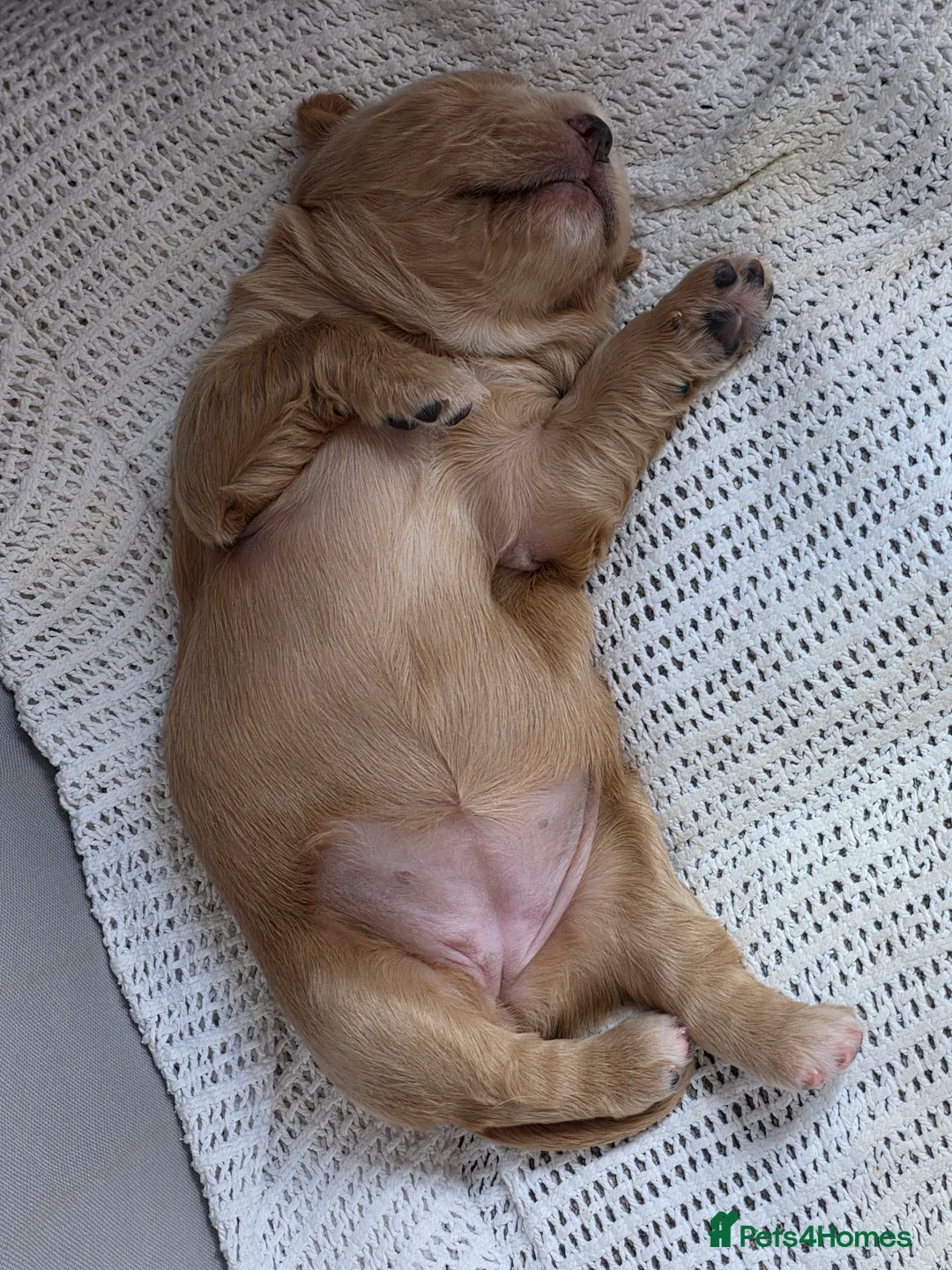 Cocker Spaniel dogs for sale: Cocker Spaniel X Pups  - Advert 14