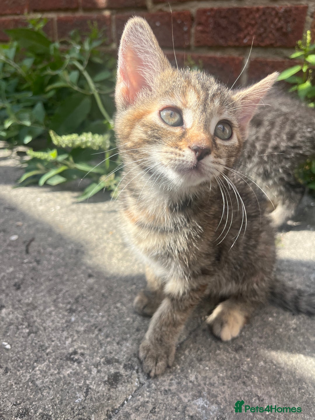 Domestic Shorthair cats for sale: Gorgeous litter of kittens  - Image 8