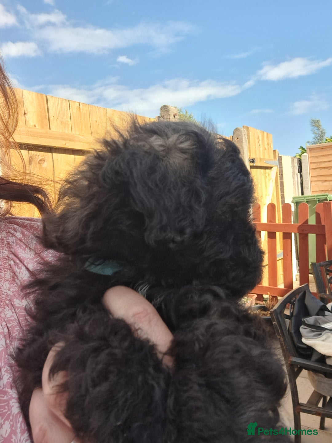 Shihpoo dogs for sale: Shihpoo Shih Tzu x Poodle (Shoodle) Puppies - Image 4