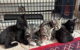 Mixed Breed cats for sale: 4 male kittens  - Image 5