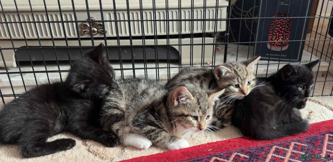 Mixed Breed cats for sale: 4 male kittens  - Image 5