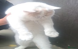British Shorthair cats for sale: Affectionate cream and white van male  - Image 3