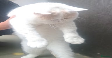British Shorthair cats - Advert 13