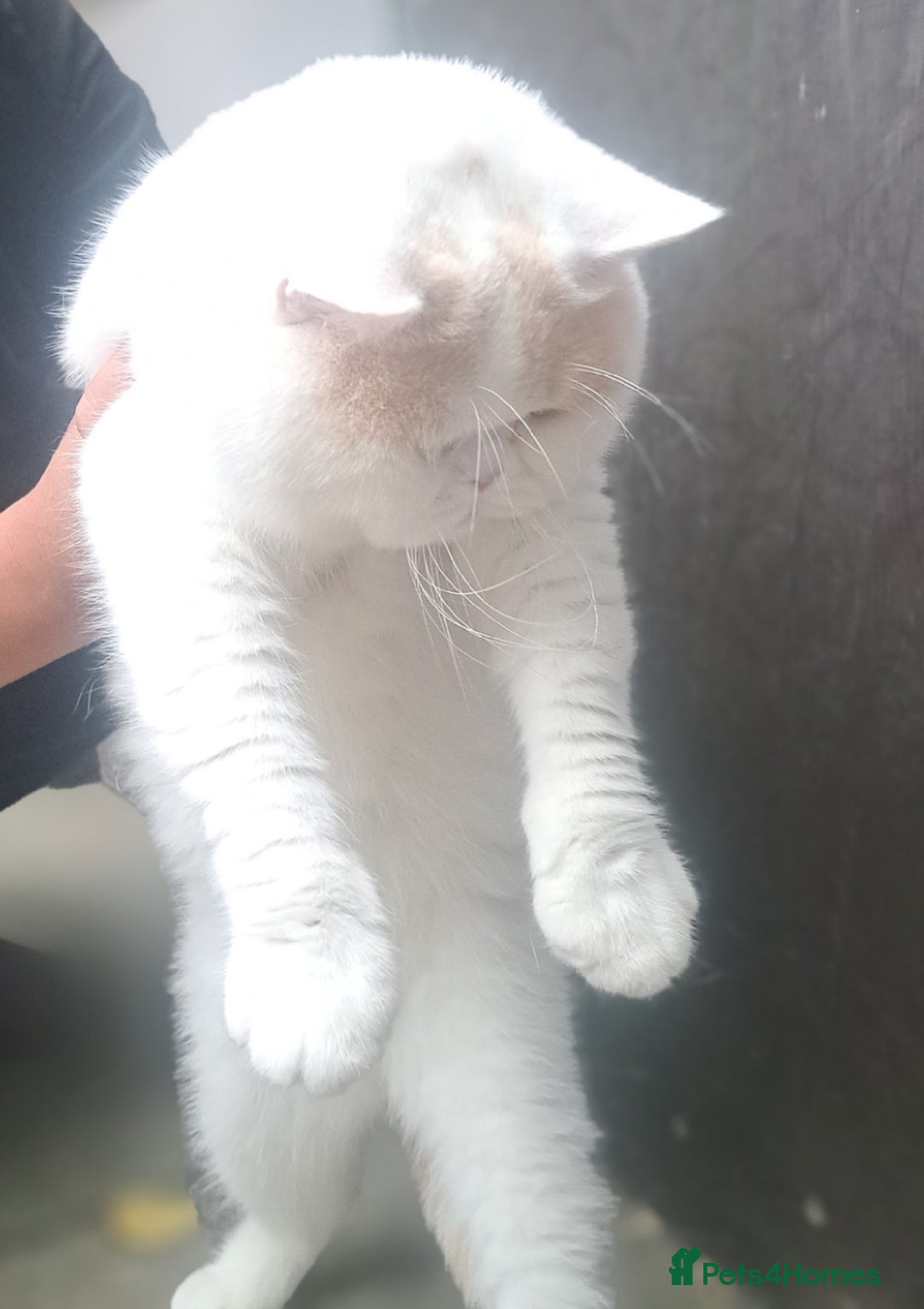 British Shorthair cats for sale: Affectionate cream and white van male  - Image 3