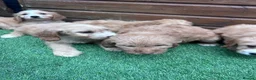 Cockapoo dogs for sale: Stunning Cockerpoo puppies - Advert 14