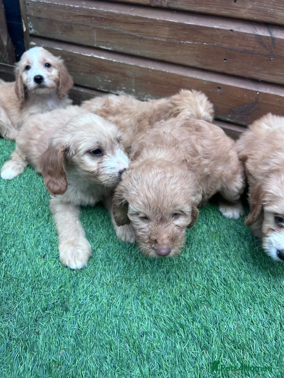 Cockapoo dogs for sale: Stunning Cockerpoo puppies - Advert 14