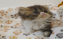 Persian cats for sale: Stunning Persian kittens ready 21st August - Image 10