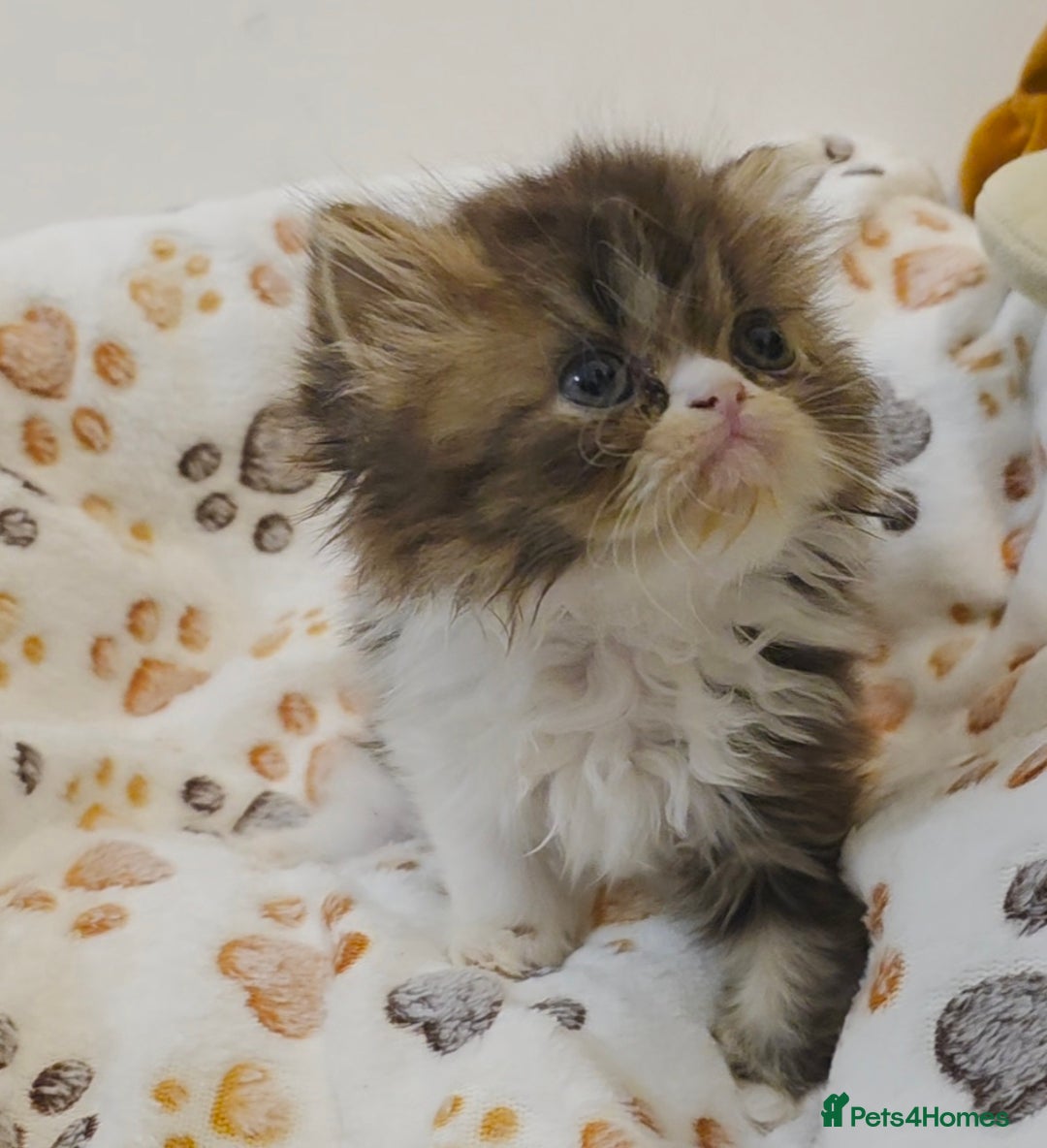 Persian cats for sale: Stunning Persian kittens ready 21st August - Image 10