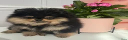 Pomeranian dogs for sale: ❤️ Exceptional KC Registered Pomeranian Puppies ❤️ - Advert 5