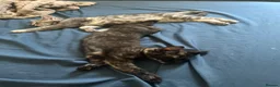 Mixed Breed cats for sale: 2 female kittens to leave together rehoming - Advert 19