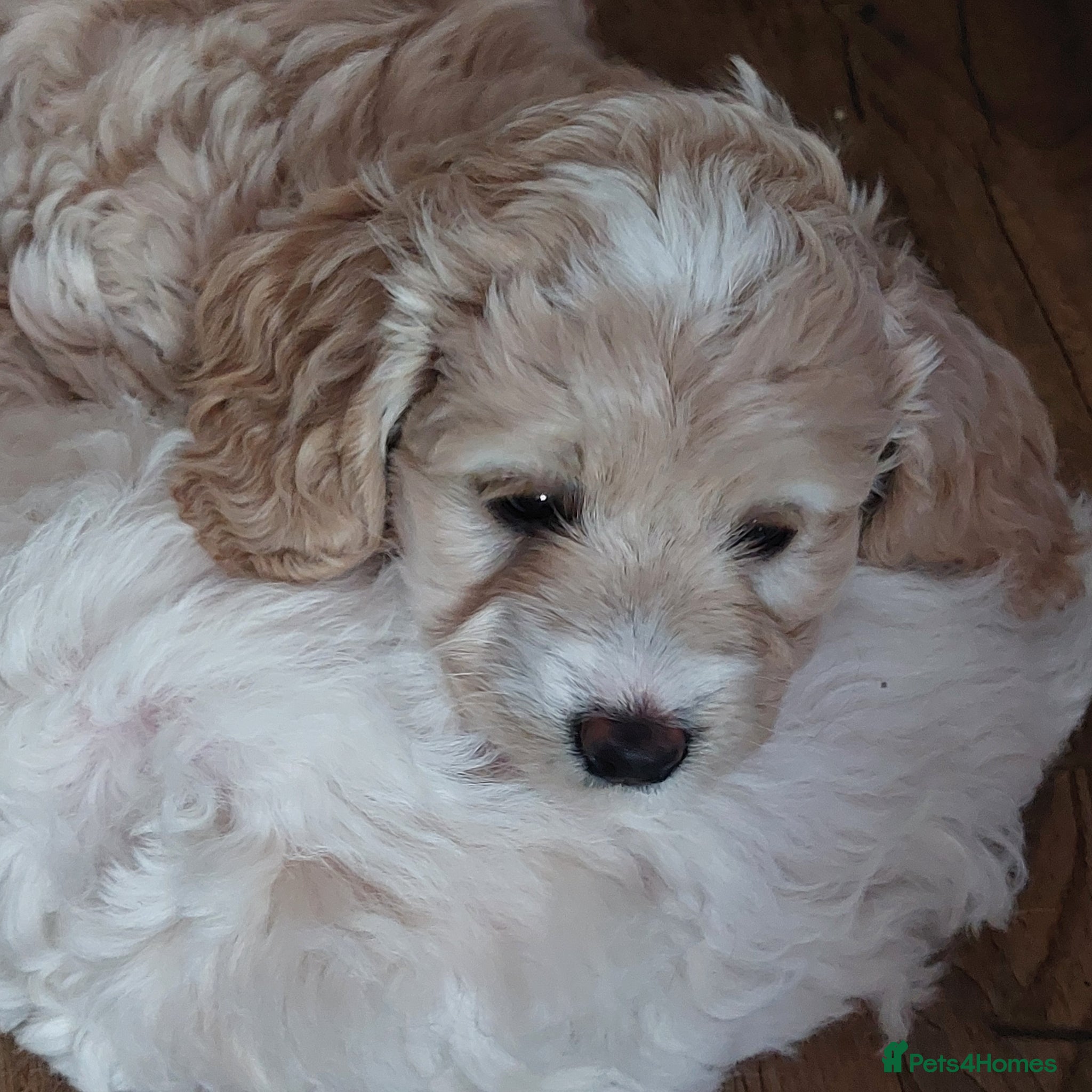 Cockapoo dogs Beautiful American cockapoo pups F1b - Advert 1