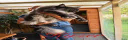 Maine Coon cats for sale: 9 STUNNING BLACK SMOKE MAINE COON CUBS  - Advert 22
