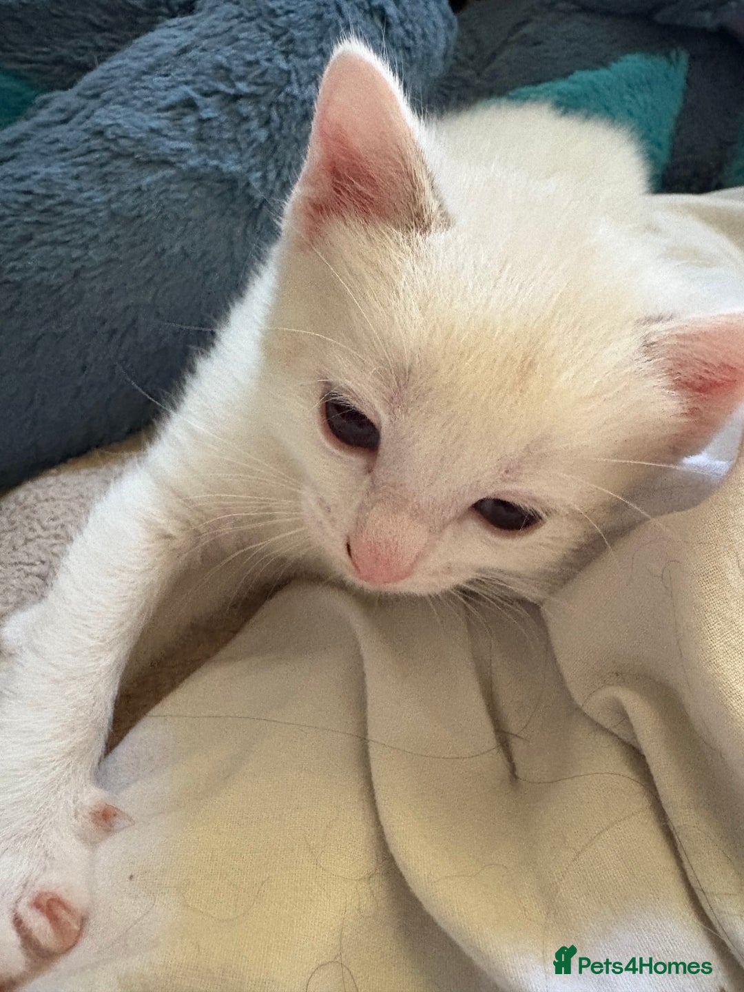 Ragdoll cats for sale: 3 Rag Cross Kittens - Image 14
