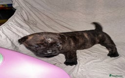 Mixed Breed dogs for sale: Beautiful frow frows for sale - Image 3