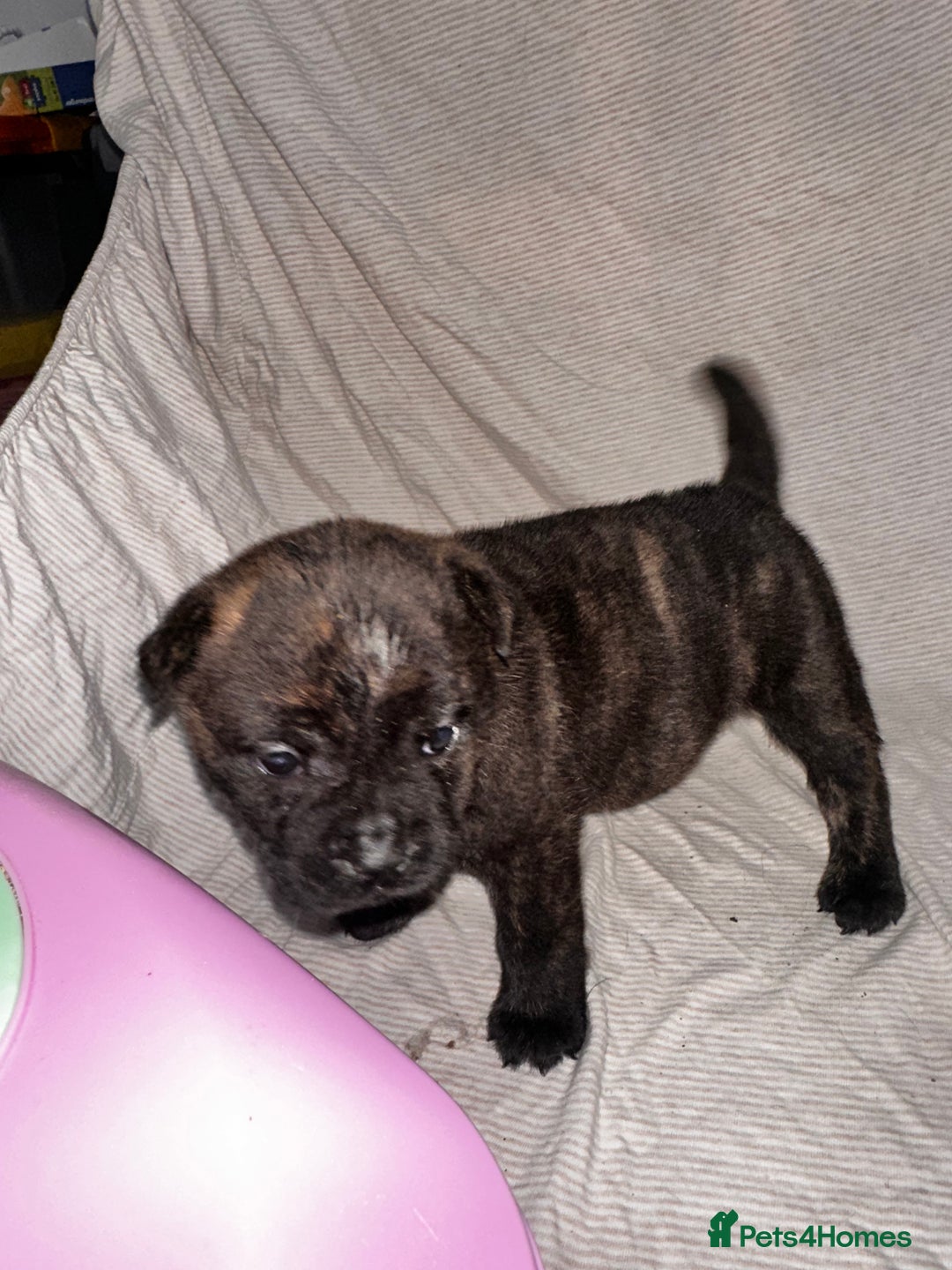 Mixed Breed dogs for sale: Beautiful frow frows for sale - Image 3