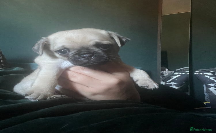 Chug dogs - Advert 2