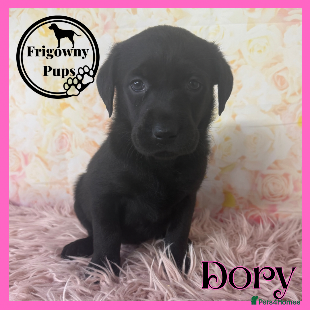 Labrador Retriever dogs for sale: 🖤 Dolly the Black Labrador Girl 🖤 in Market Rasen - Image 8