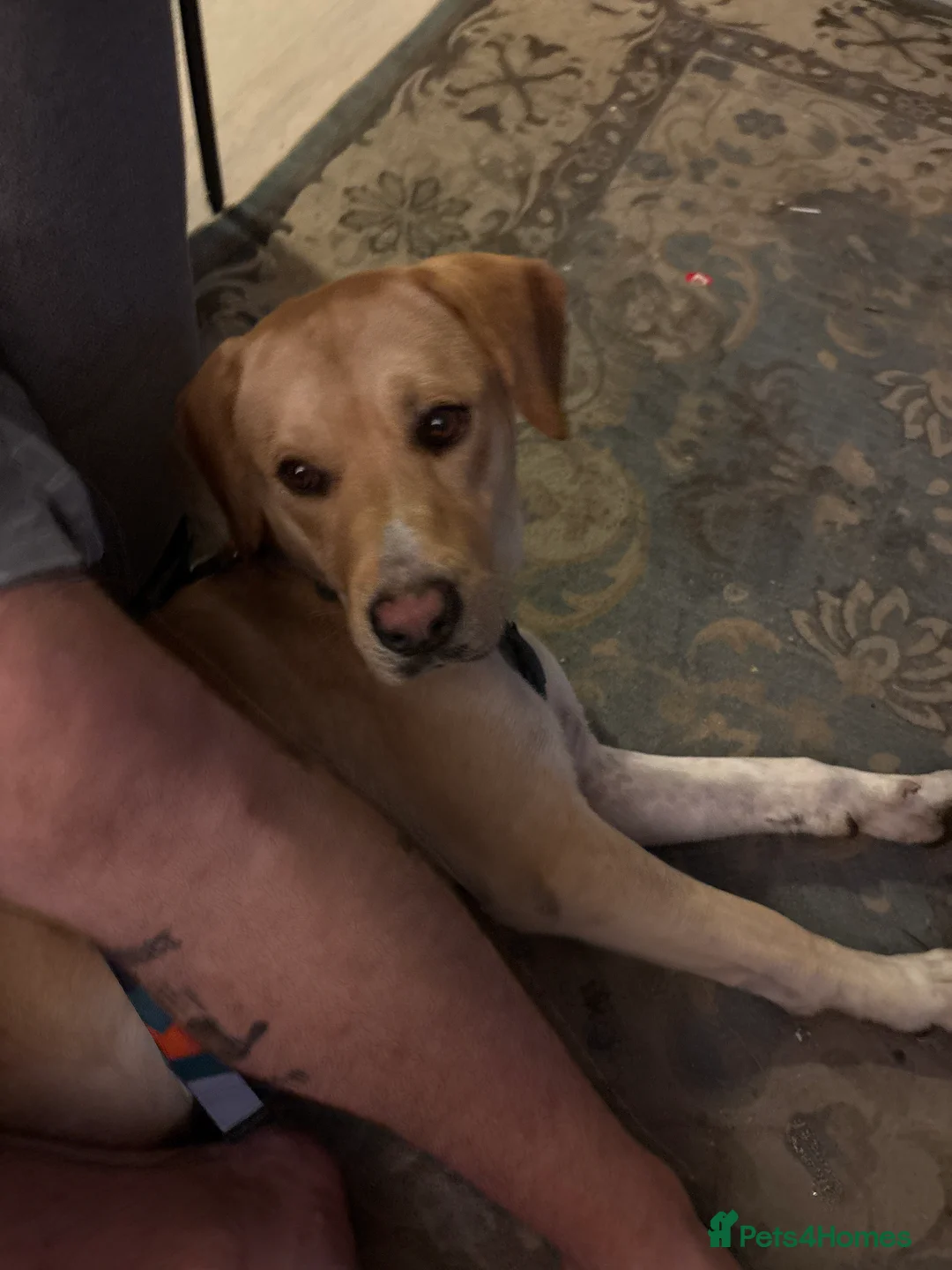 Labrador Retriever dogs for sale: Labrador for sale  in Peterborough - Advert 2