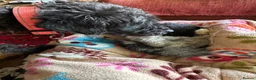 Mixed Breed cats for sale: Kittens jointly raised by our little dog  - Advert 4