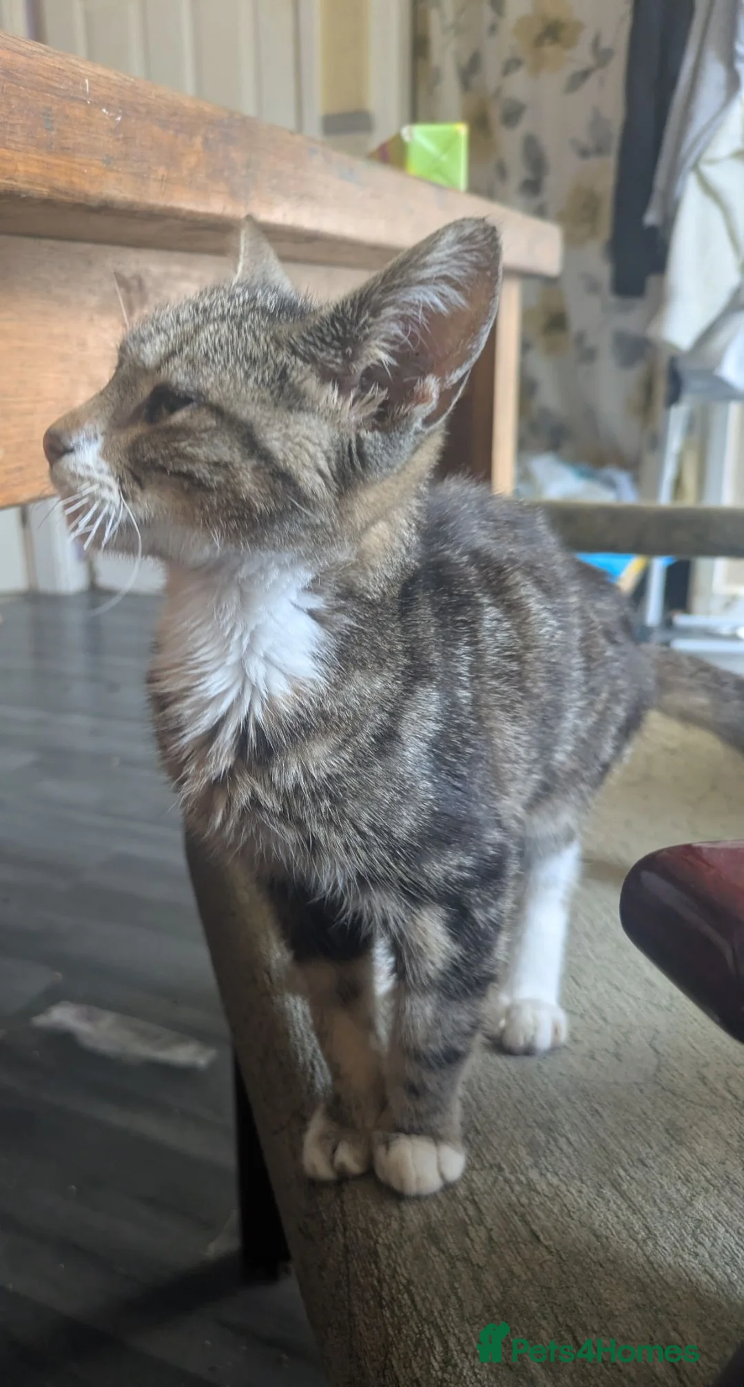 Mixed Breed cats for sale: mixed shorthair  in Doncaster - Advert 2