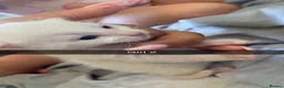Mixed Breed cats for sale: Kieetens for sale  - Advert 10