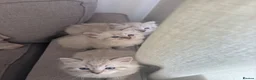 Mixed Breed cats for sale: Ragdoll Siberian Neva Masquerade Kittens - Advert 13