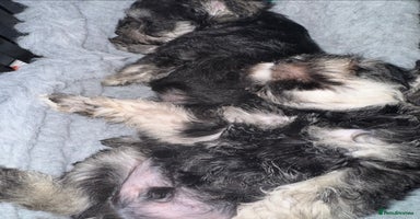 Miniature Schnauzer dogs - Advert 3