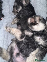 Miniature Schnauzer dogs - Advert 3