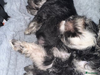 Miniature Schnauzer dogs kc/Bva eye tested clear vet checked & certificate - Advert 13