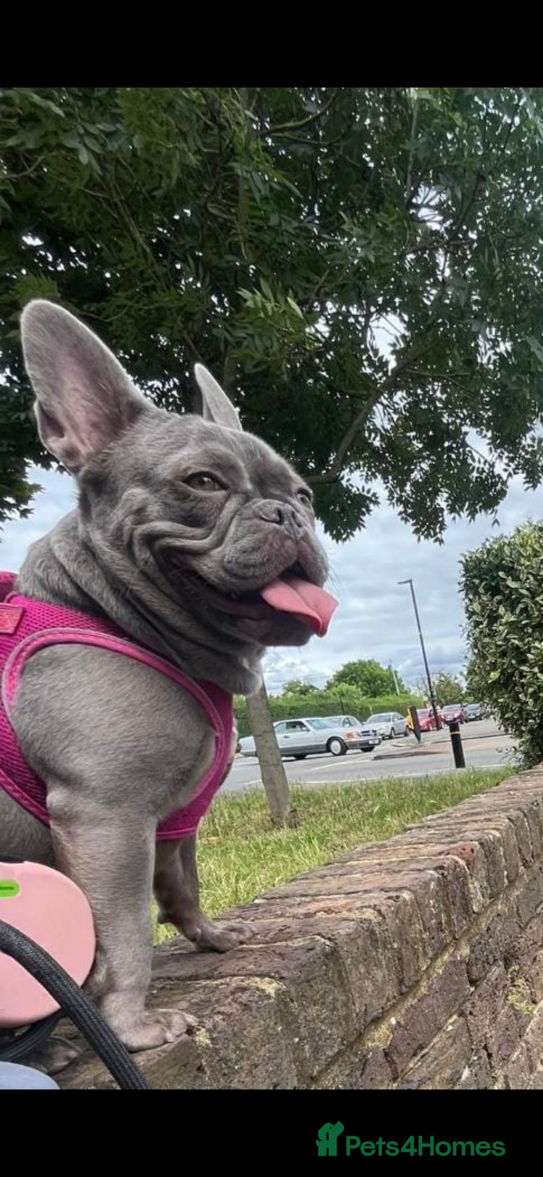 French Bulldog dogs for sale: Girl French bulldog  - Advert 2