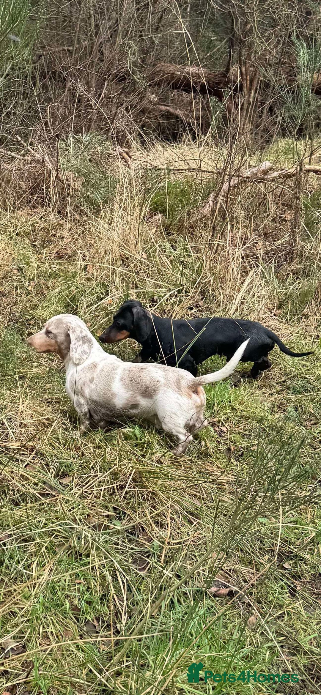 Miniature Dachshund dogs for sale: Miniature Dachshund for sale - Image 3