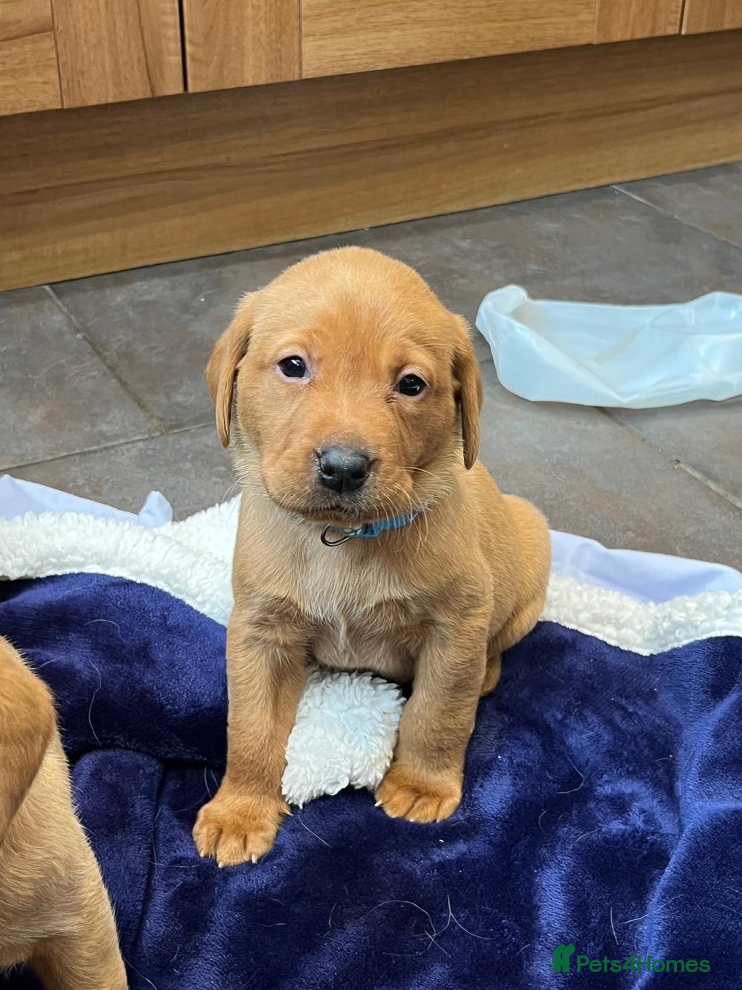 Labrador Retriever dogs for sale: Kennel Club Fox Red Labrador Puppies Health Tested - Advert 17