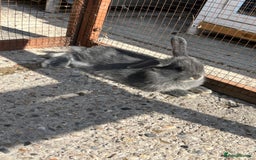 Mixed Breed rabbits for sale: Baby bunny’s  - Image 1