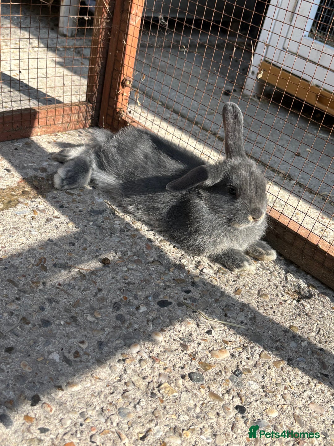 Mixed Breed rabbits for sale: Baby bunny’s  - Image 1