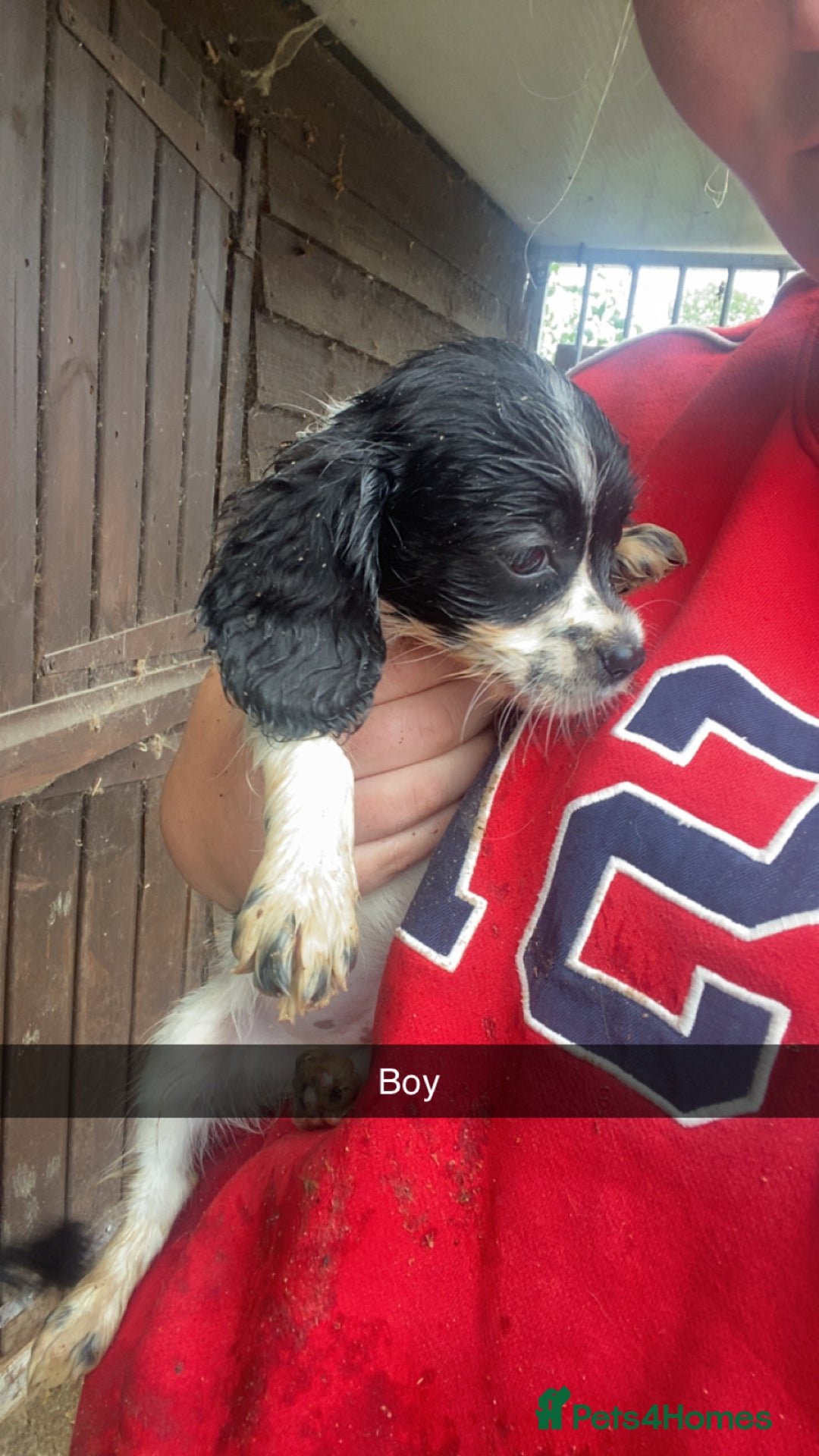 Cockapoo dogs for sale: Cockapoo pups for sale - Image 8