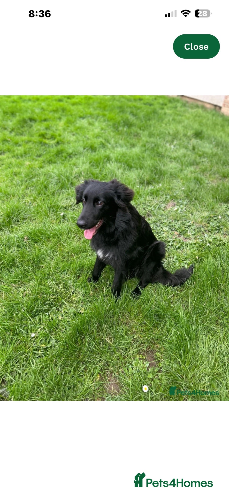 Mixed Breed dogs Border collie mix  - Advert 3