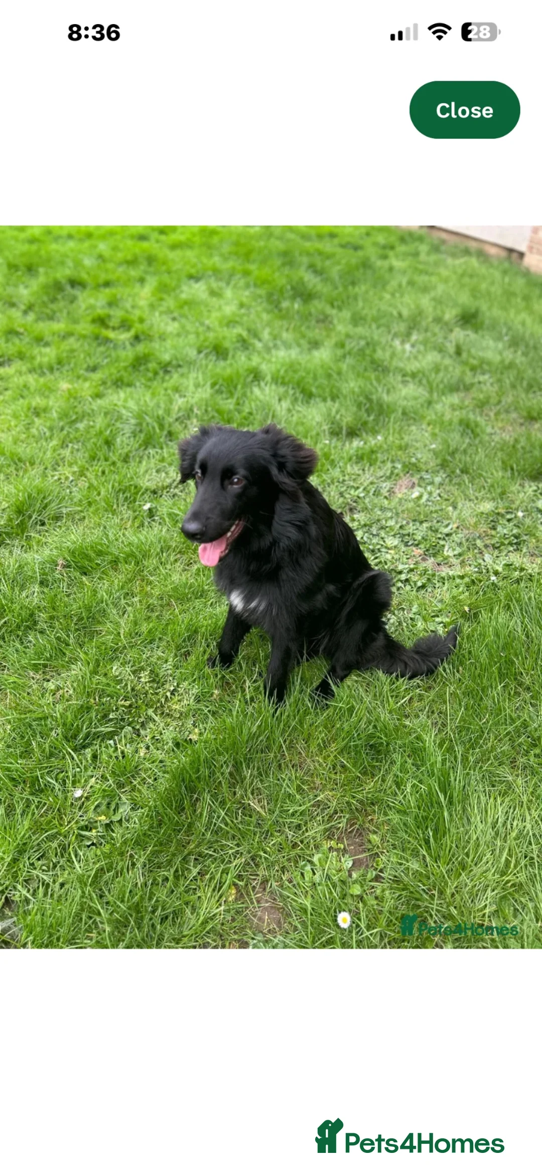 Mixed Breed dogs for sale: Border collie mix  in Newbury - Advert 1