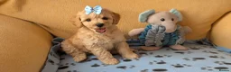 Maltipoo dogs for sale: Stunning Toy Maltipoo Puppies  - Advert 4