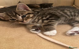 Mixed Breed cats for sale: Cute Scottish Straight mixed breed kittens, ready  - Image 8