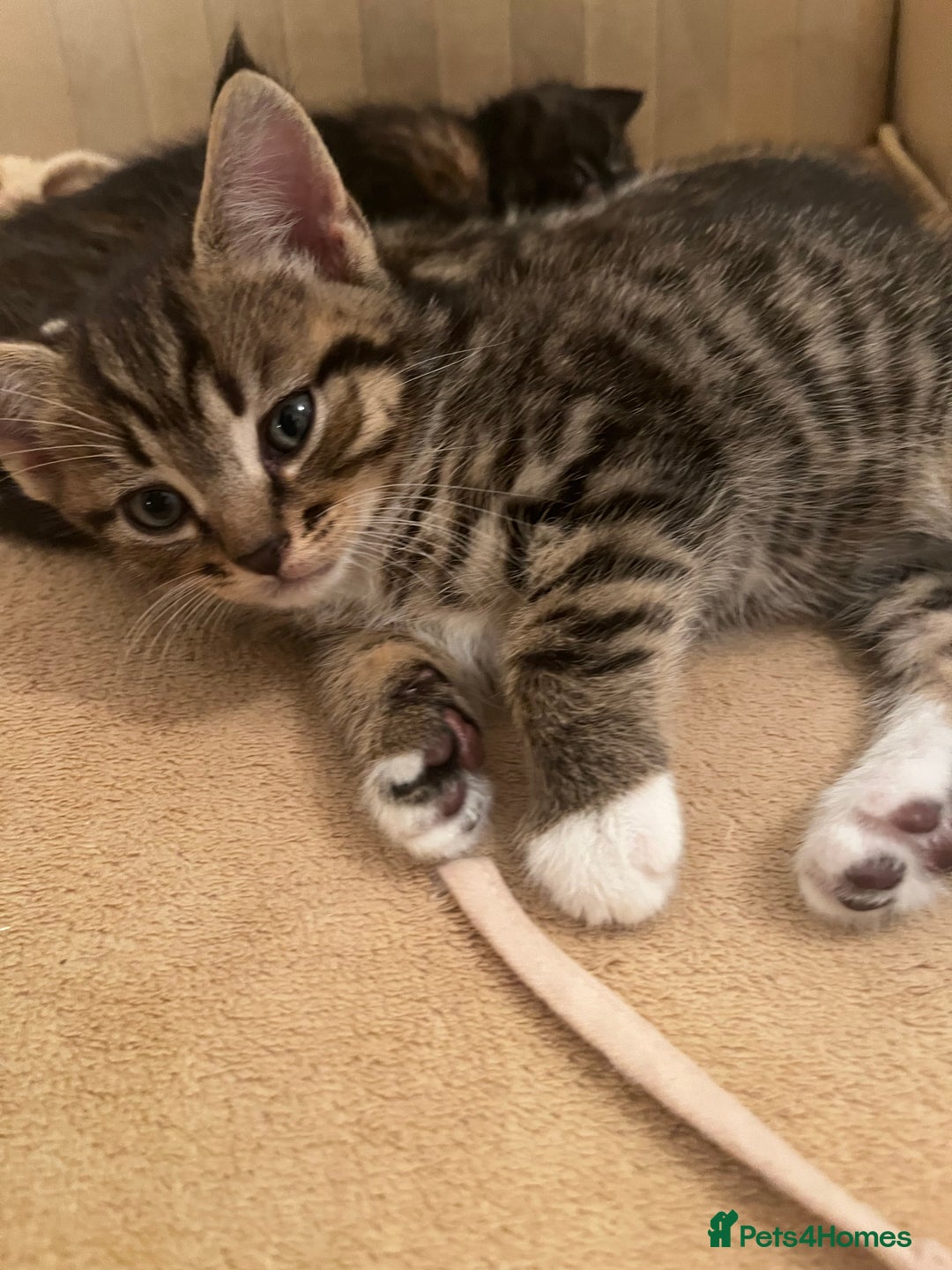 Mixed Breed cats for sale: Cute Scottish Straight mixed breed kittens, ready  - Image 8